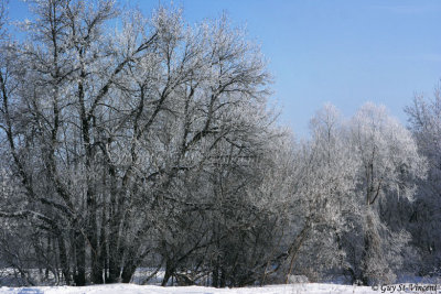 Frosted Trees I
