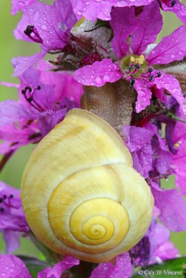 Snail enjoying Purple Loosestrife