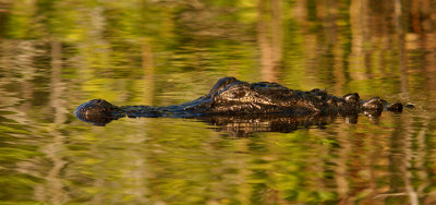 Tarpon Bay resident