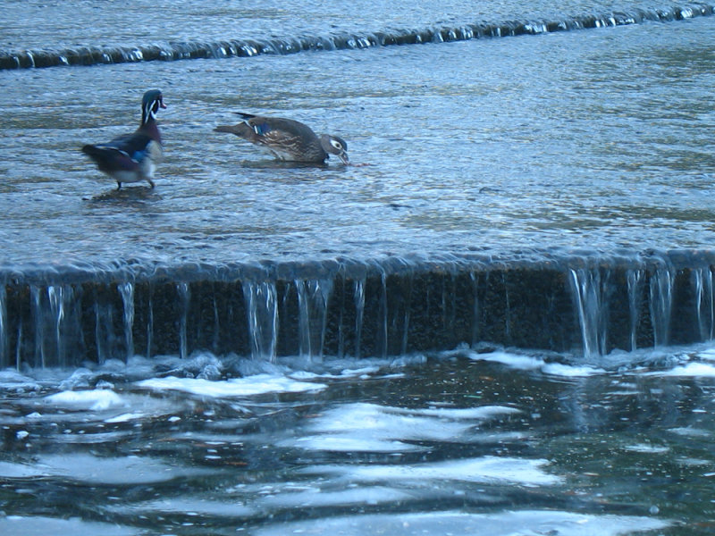 Reflection pool steps
