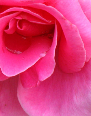 PINK: Rose after Rain