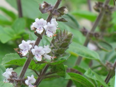 FOR THE LOVE OF FOOD: Basil in my garden