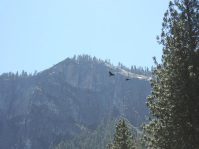Yosemite: Hawks