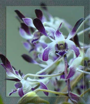 Orchid cluster