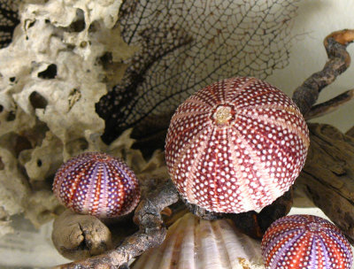 Natural Colour: Sea urchins (without spines)