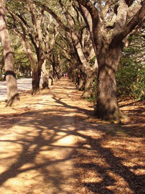 UNDER COVER: Canopy of Tree branches