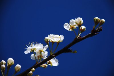 Mexican Plum bloom