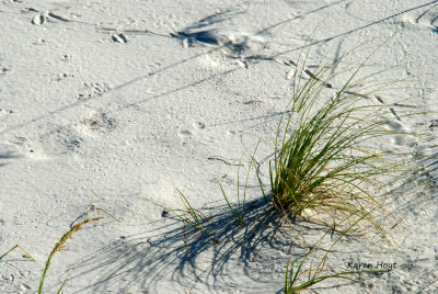 daulphin Island 050.jpg