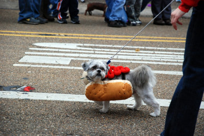 mardi gras dog parade