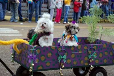 mardi gras dog parade
