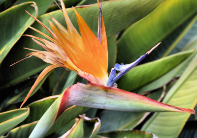 San Juan Capistrano, CA Bird of Paradise