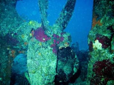 Coral-encrusted propeller