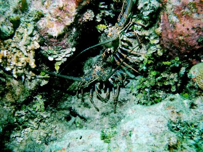 Well-hidden spiney lobsters