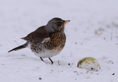 Bjrktrast/Fieldfare