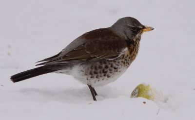 Bjrktrast/Fieldfare