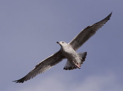 Havstrut