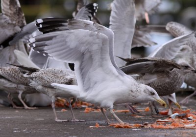 Gråtrut/Herring Gull