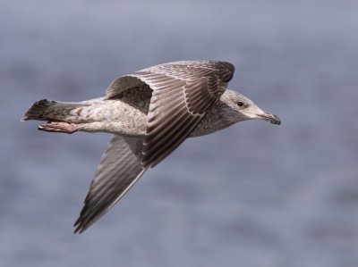 Gråtrut/Herring Gull