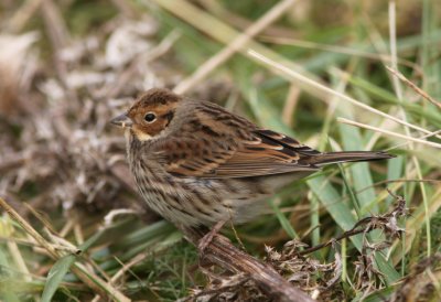 Dvärgsparv/Little Bunting