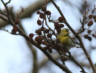 Grnsiska/Siskin