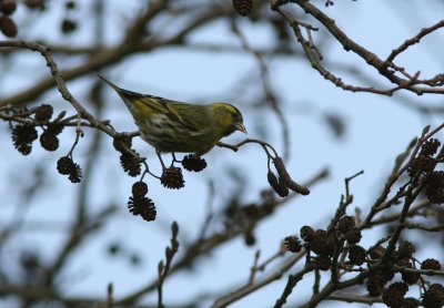 Grnsiska/Siskin