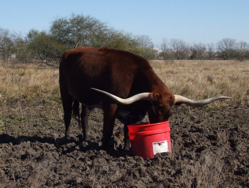 Longhorn Lunch