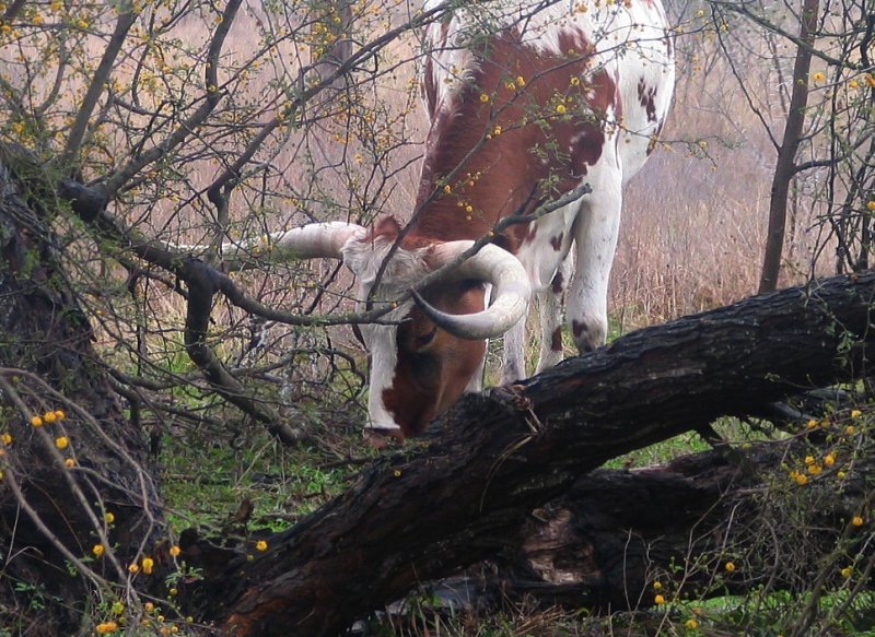 Grazing in the Green Patch