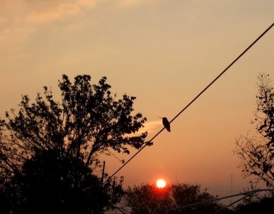 Hummer on the Line