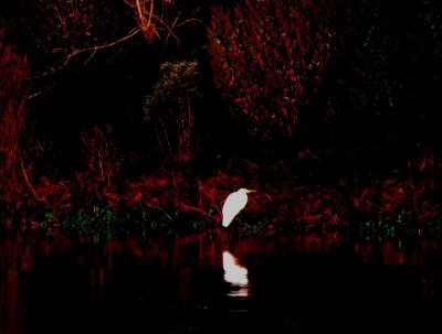 Egret and Effect