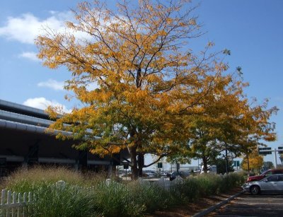 Autumn at Airport