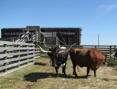 Longhorns