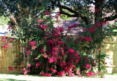 Morning in my Yard
