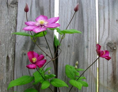 My Clematis
