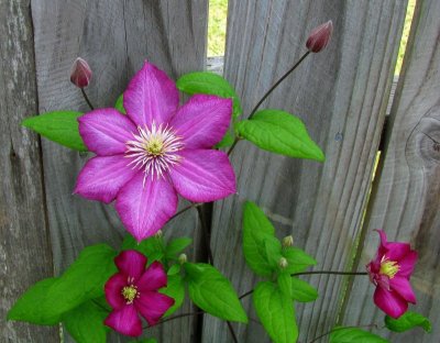 Clematis