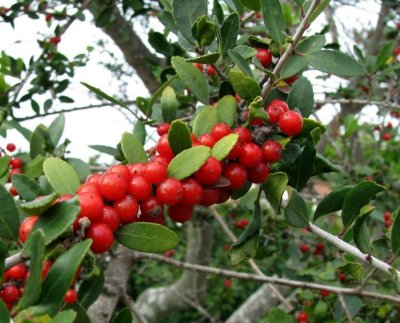 Winter Berries