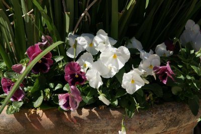 Pansies in a Pot