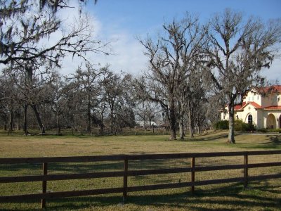 Spanish Moss in the Pecan Trees