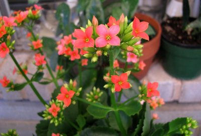 Kalanchoe