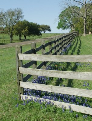 Bluebonnets in Independence