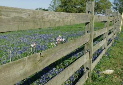 Blue Field at Old Baylor