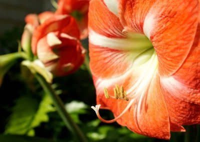 Amaryllis