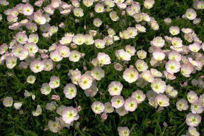 Buttercups