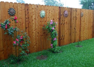 Finally Getting a Little Rain in my Yard