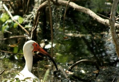 Ibis