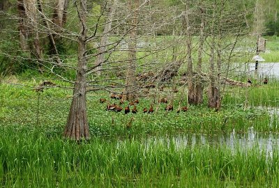 Whistling Ducks