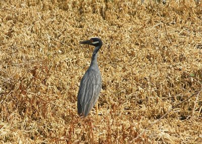 Yellow Crowned Night Heron