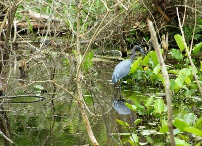 Little Blue Heron