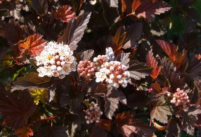 I Just Love This Shrub