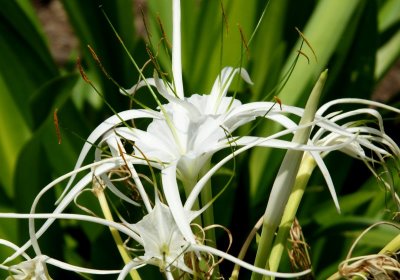 Spider Lily