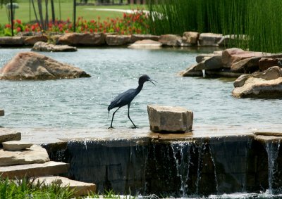 Little Blue Heron in the Park